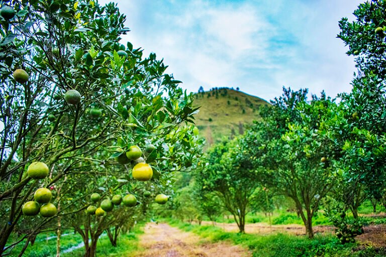 1 TONGGING 7 1 768x512