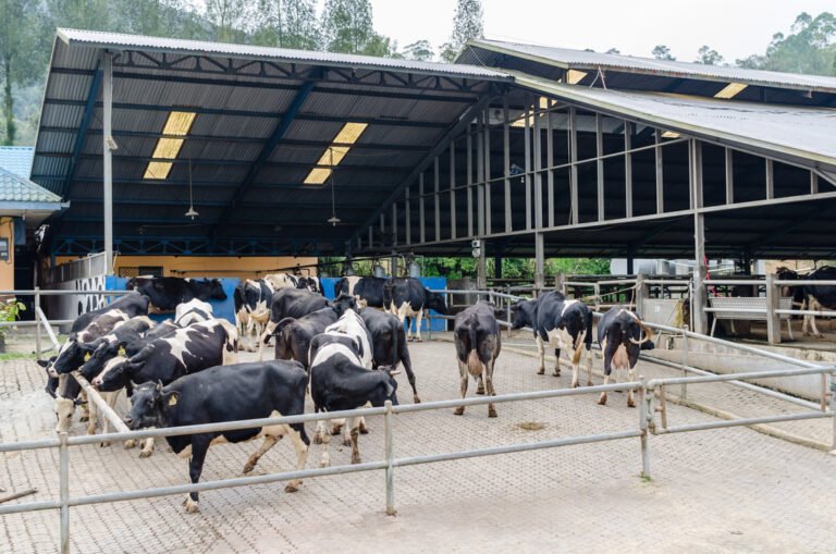 supriadi lee pims 5 orig 768x509